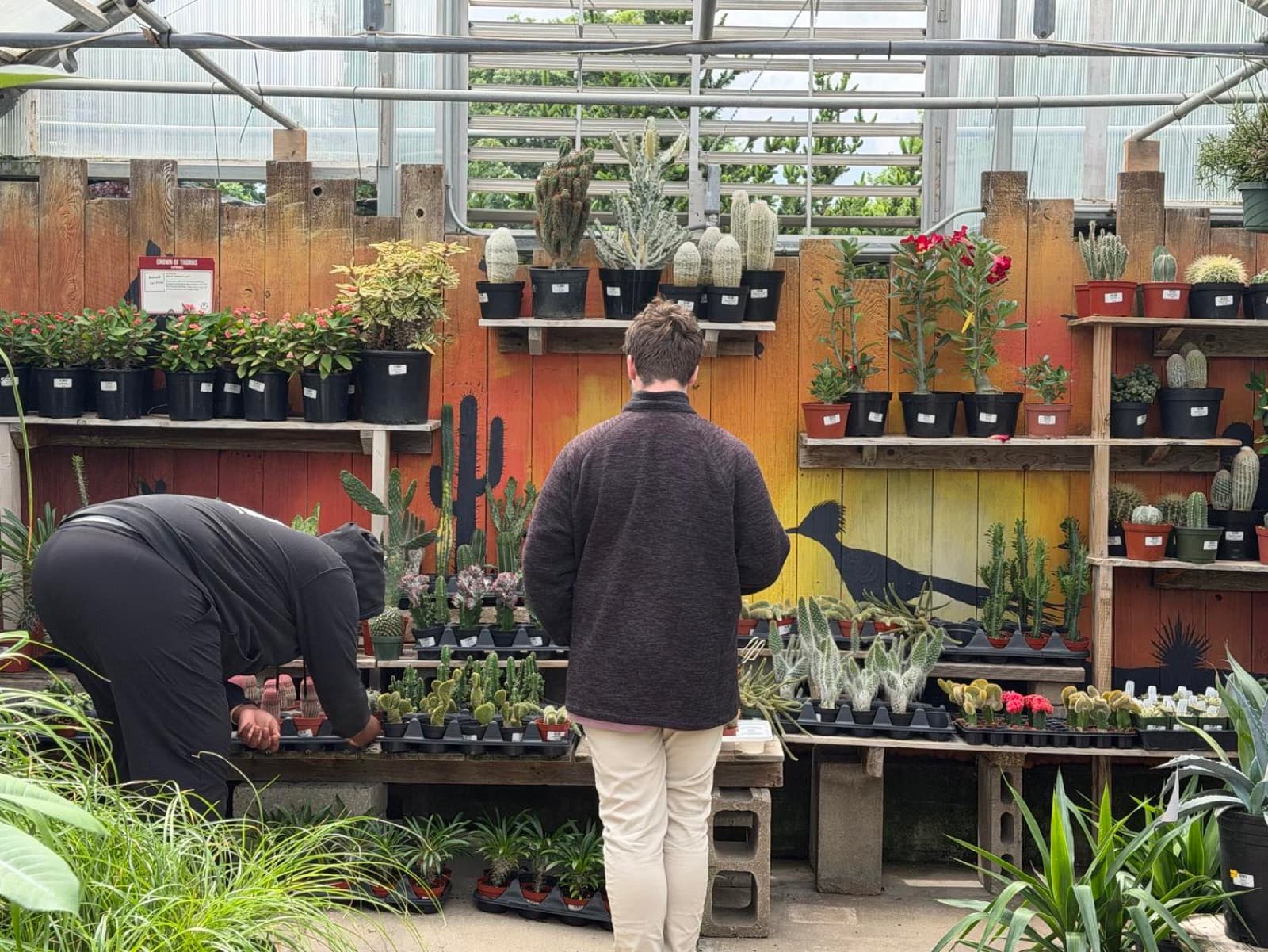Residents browsing cacti and succulents at a greenhouse nursery
